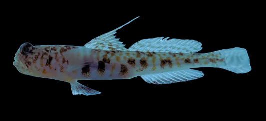 Dotted Dwarf Goby
