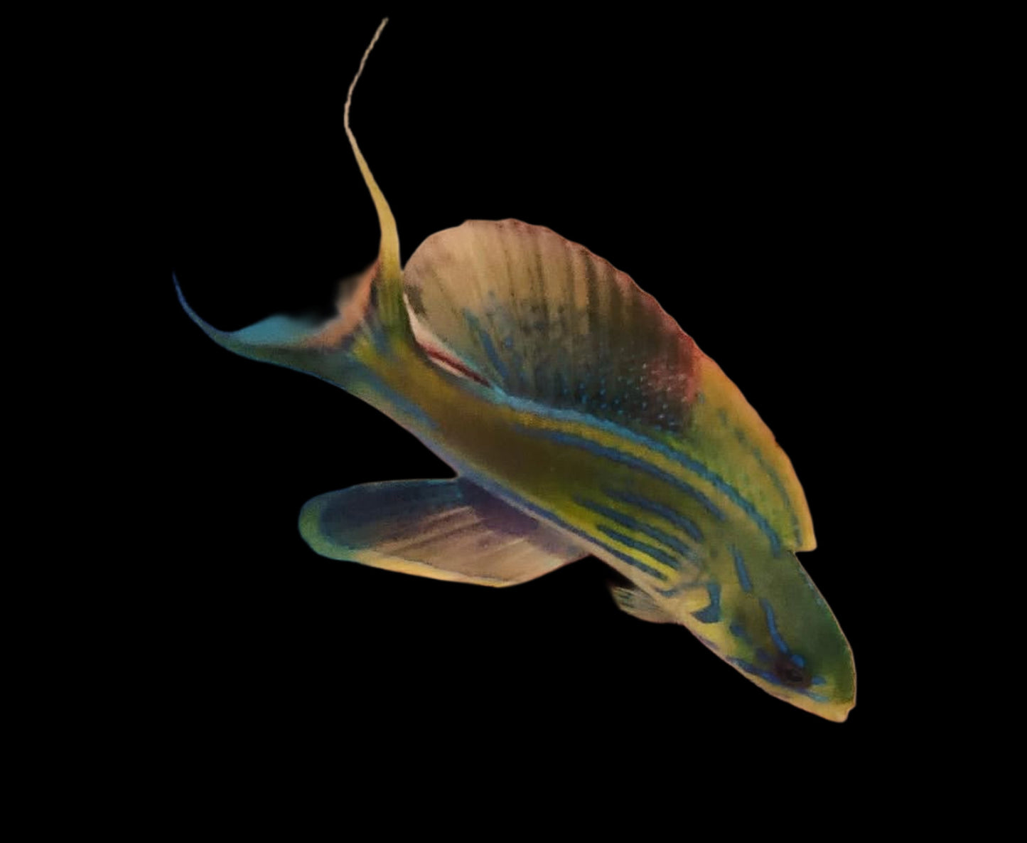 MADAGASCAR FLASHER WRASSE - 3.5 INCHES