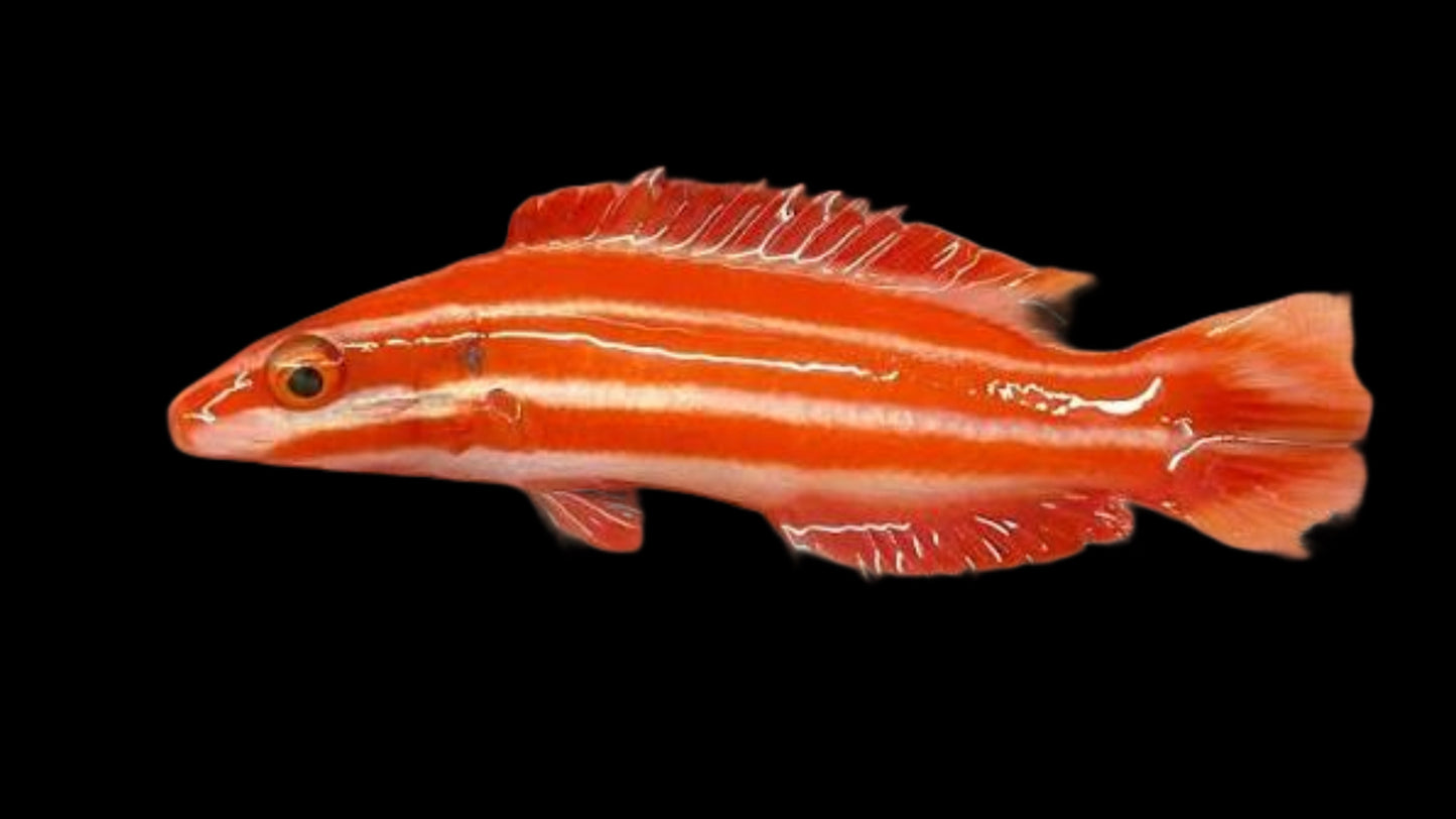 NEOPERCULARIS HOGFISH - 4 INCHES
