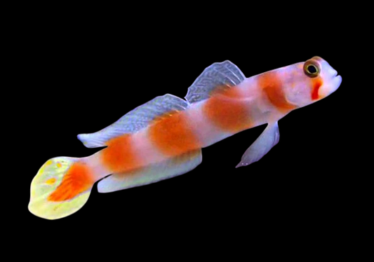 Orange Bar Goby