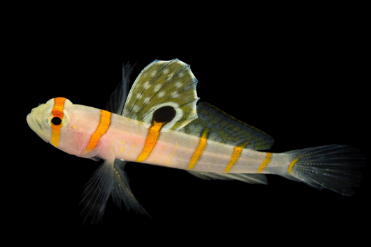 Orange Stripe Shrimp Goby