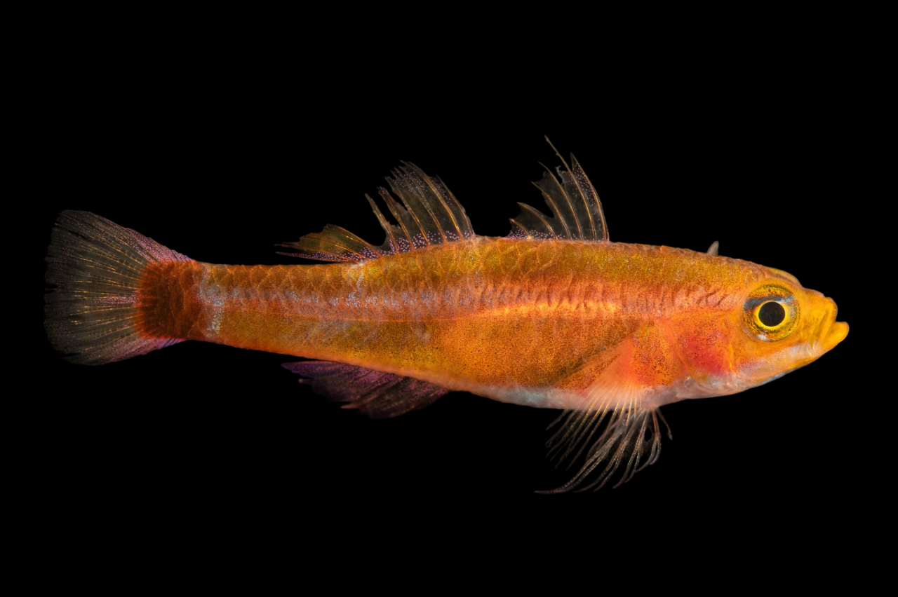 Tevegae Pygmy Goby