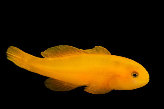 Yellow Clown Goby
