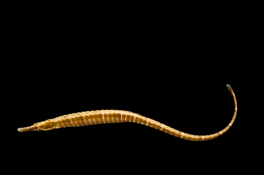 Gulf Pipefish
