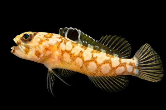 Greensided Jawfish