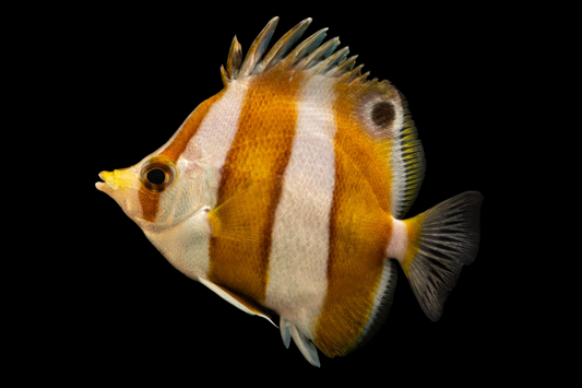 Brown Banded Butterflyfish