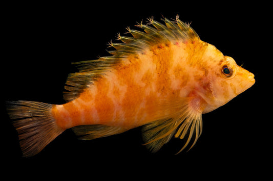 Golden Hawkfish