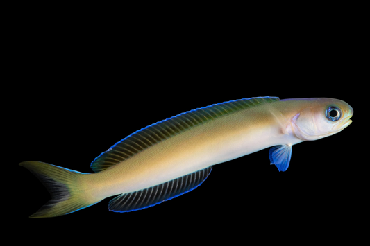 Dusky Tilefish