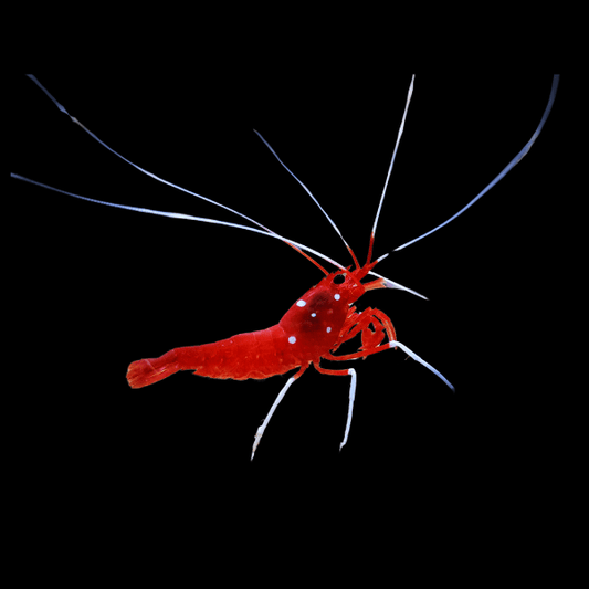 Blood Red Fire Shrimp
