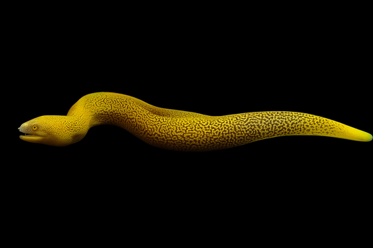 Fire Coral Eel
