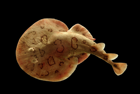 Brazilian Electric Stingray