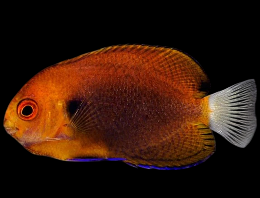 Fisher's Angelfish