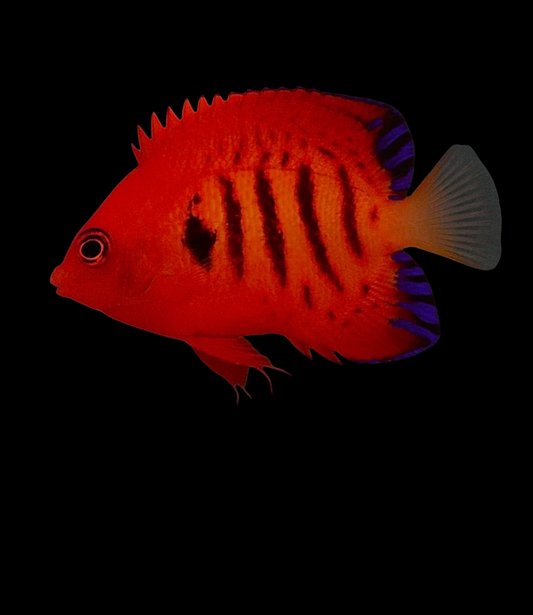 Flame Angelfish
