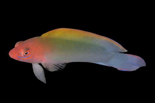 Multi Colored Dottyback