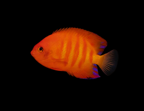 Flame 'Solar Flare' Angelfish