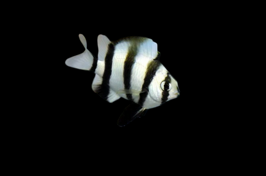 Footballer Chromis