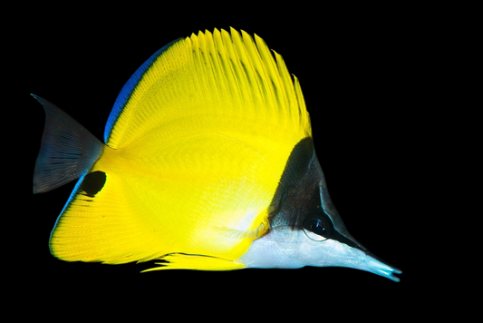 Yellow Longnose Butterflyfish