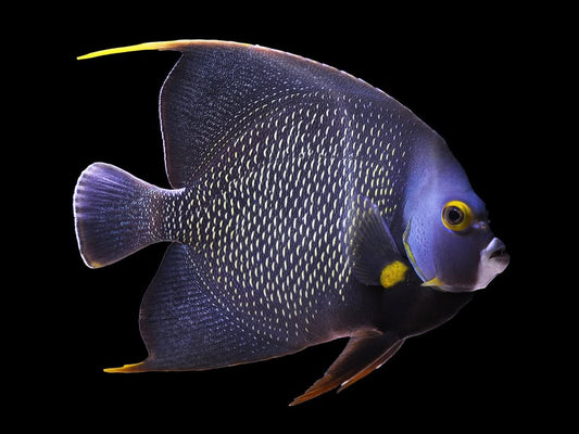 French Angelfish