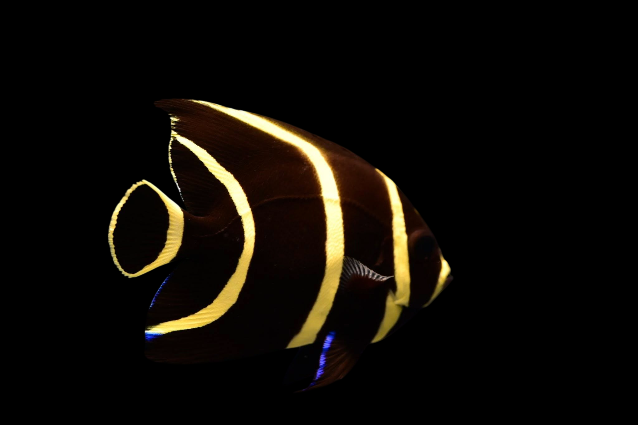 French Angelfish, Brazil Juvenile