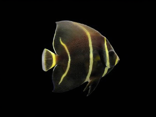 French Angelfish, Brazil Sub-Adult