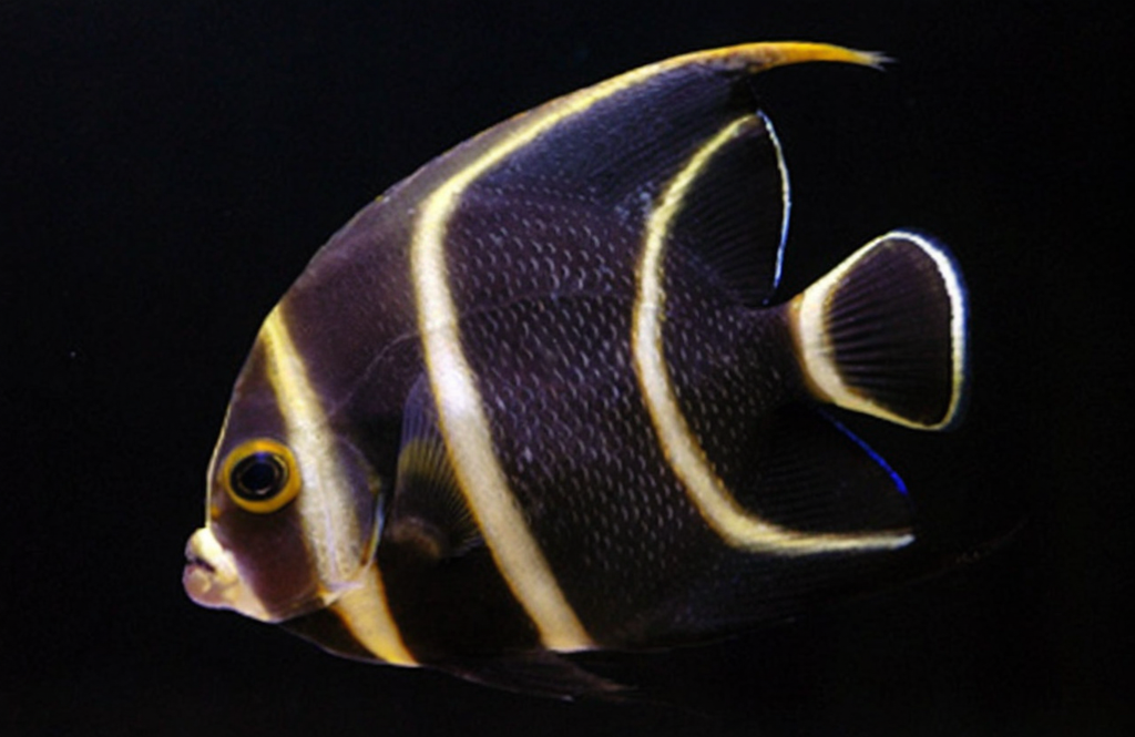 French Angelfish, Juv