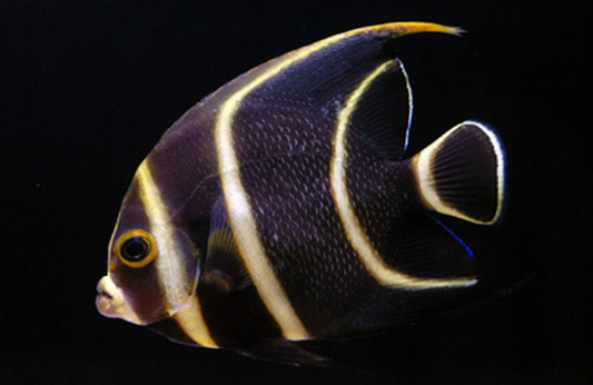 French Angelfish, Juv