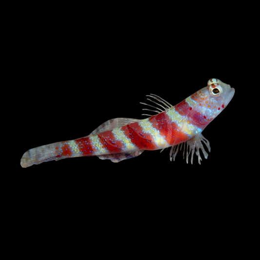 Banded Watchman Goby