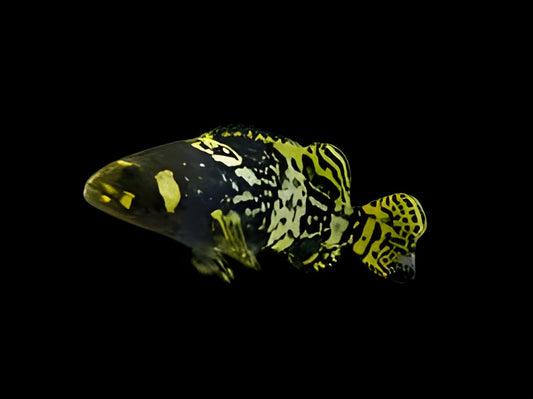 Giant Grouper