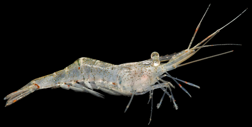 Galapagensis Shrimp