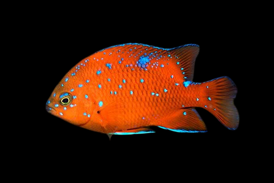 Garibaldi Damselfish, Juvenile