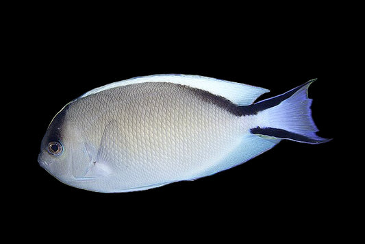 Genicanthus_caudovittatus_male