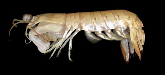 Ghost Mantis Shrimp