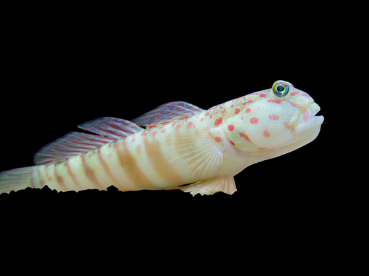 Pink Speckled Shrimp Goby