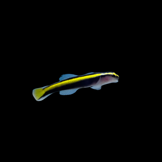 Brazilian Neon Gold Goby