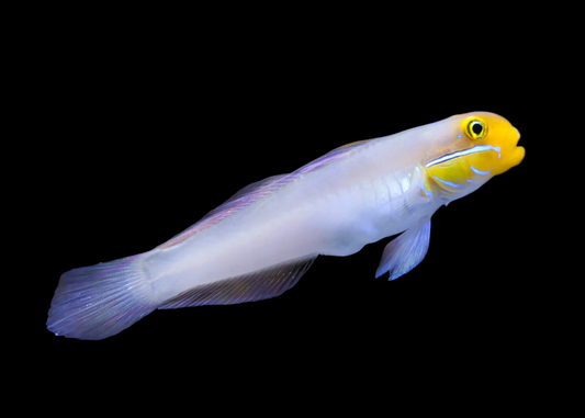 Sleeper Gold Head Goby