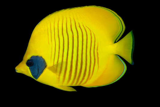 Golden Semilarvatus Butterflyfish