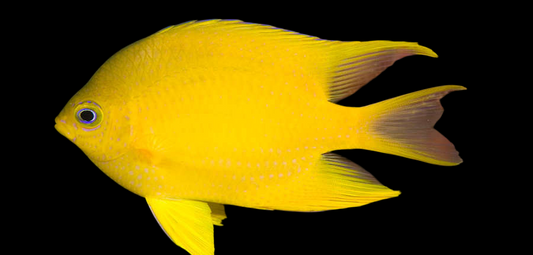 Golden Gregory Damselfish