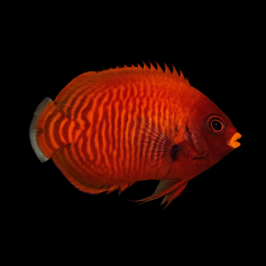 Golden Red Aurantia Angelfish, Bali Aquarich