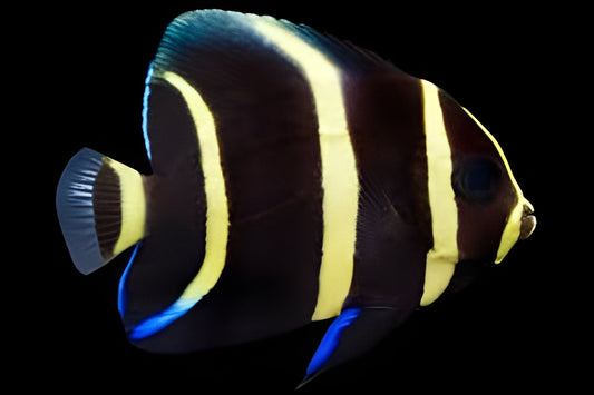 Gray Angelfish, Juvenile