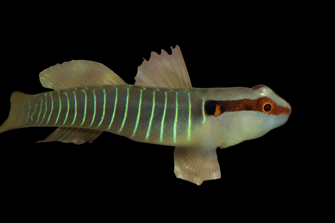 Green Banded Goby