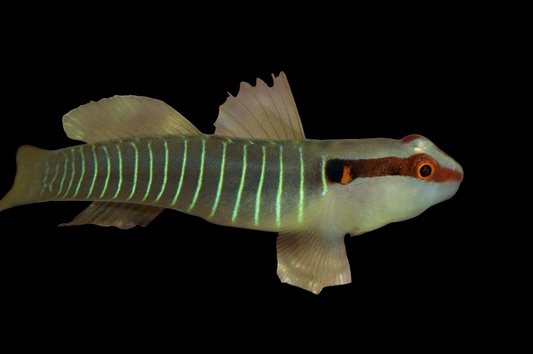 Green Banded Goby