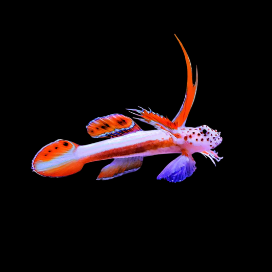 Flaming Prawn Goby