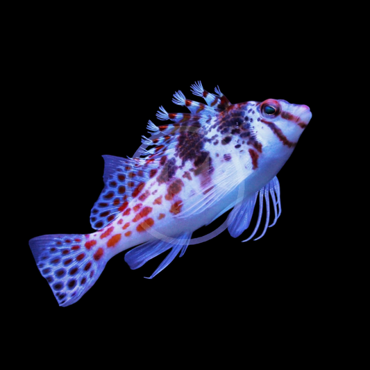 Dwarf Hawkfish