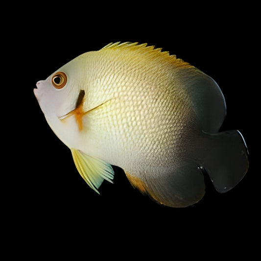 Half Black Angelfish