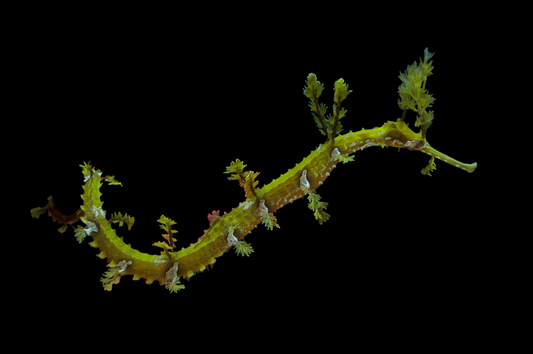 Ribboned Pipefish