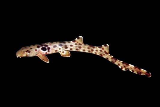Papaun Epaulette Shark
