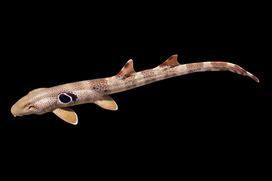 Speckled Epaulette Shark