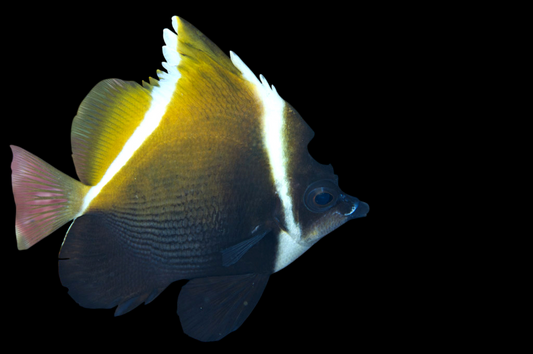 Horned Bannerfish