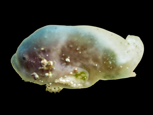 Cryptic (Histiophryne cryptacanthus)
