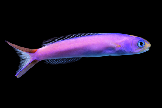 Purple Tilefish